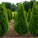 Tuja západná (Thuja occidentalis) ´SMARAGD´ – výška 130–140 cm, kopaná